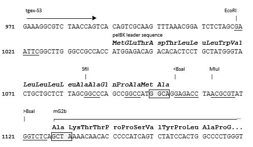 TEGX-HC-mG2b-Zeo cloning site